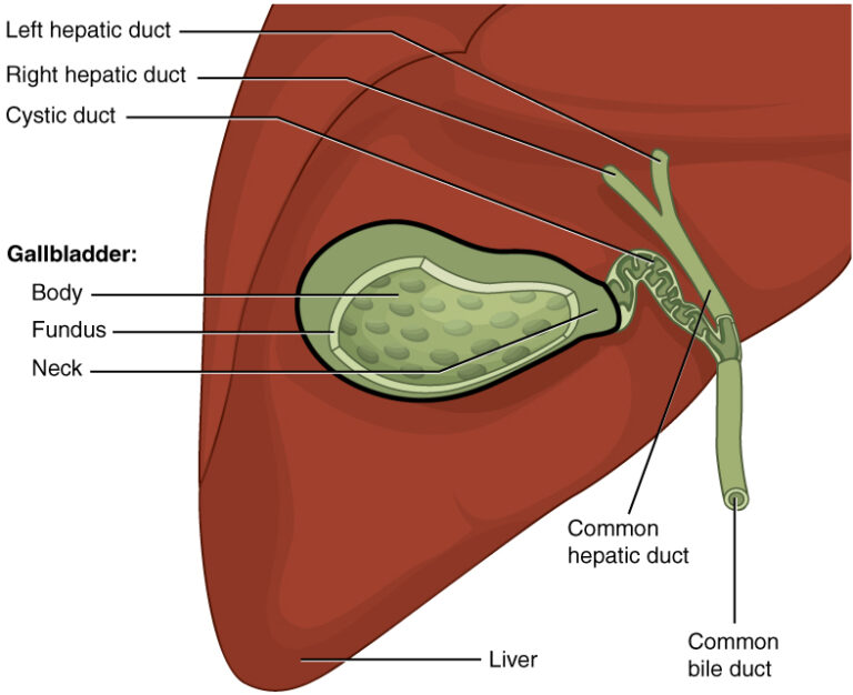 Body Restore- Gallbladder Cleanse Protocol