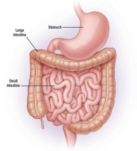 large and small intestine cleanse