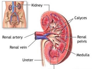 kidney cleanse protocol